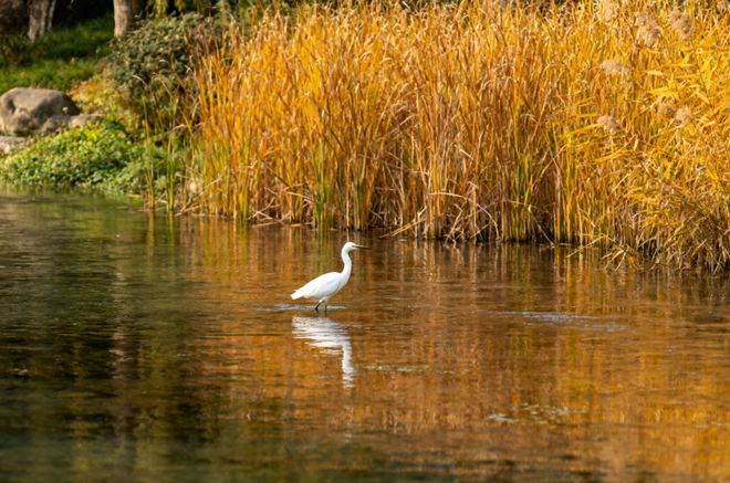 线：宽窄巷子+熊猫基地附行程安排pg电子